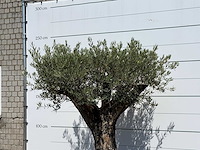 Olijfboom old skin - olea europaea - ca. 75 jaar oud - hoogte ca. 220 cm - afbeelding 6 van  6