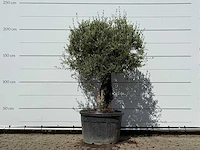 Olijfboom old skin - olea europaea - ca. 75 jaar oud - hoogte ca. 220 cm