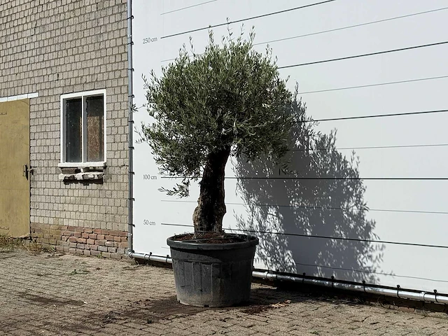Olijfboom old skin - olea europaea - ca. 75 jaar oud - hoogte ca. 220 cm - afbeelding 2 van  3