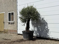 Olijfboom old skin - olea europaea - ca. 75 jaar oud - hoogte ca. 220 cm - afbeelding 2 van  3