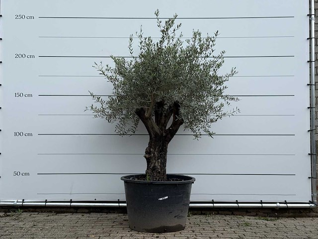 Olijfboom old skin - olea europaea - ca. 75 jaar oud - hoogte ca. 230 cm - afbeelding 1 van  3