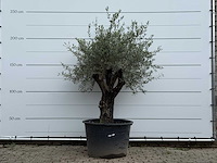 Olijfboom old skin - olea europaea - ca. 75 jaar oud - hoogte ca. 230 cm - afbeelding 1 van  3