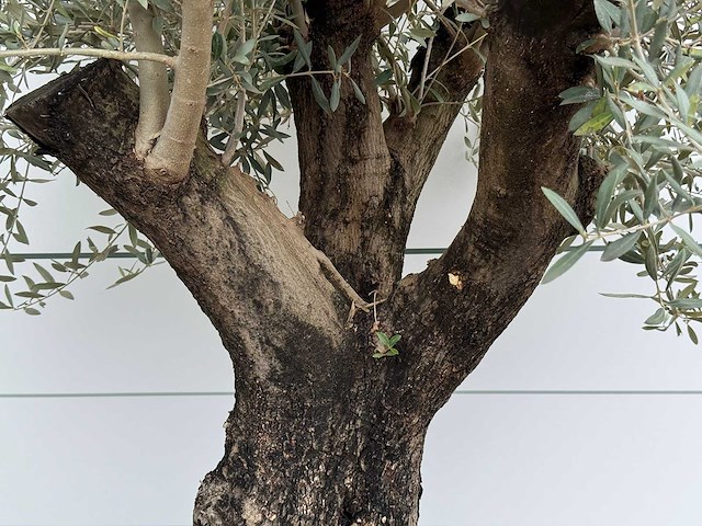 Olijfboom old skin - olea europaea - ca. 75 jaar oud - hoogte ca. 230 cm - afbeelding 2 van  3