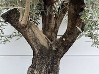 Olijfboom old skin - olea europaea - ca. 75 jaar oud - hoogte ca. 230 cm - afbeelding 2 van  3