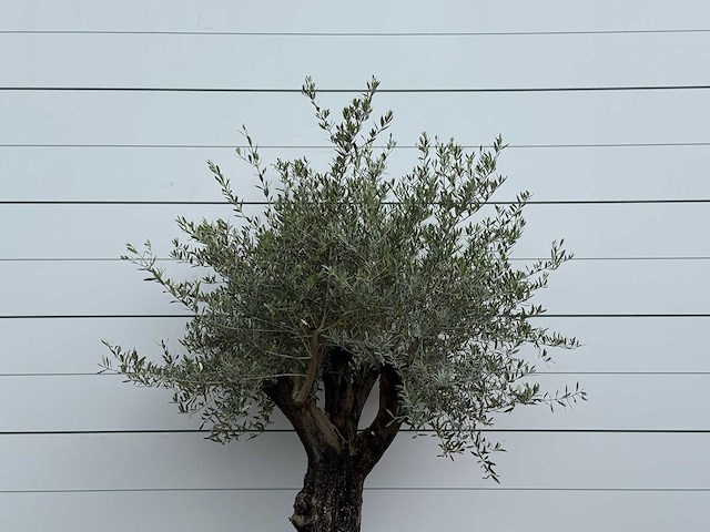 Olijfboom old skin - olea europaea - ca. 75 jaar oud - hoogte ca. 230 cm - afbeelding 3 van  3