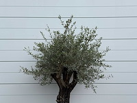 Olijfboom old skin - olea europaea - ca. 75 jaar oud - hoogte ca. 230 cm - afbeelding 3 van  3