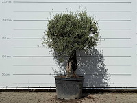 Olijfboom old skin - olea europaea - ca. 75 jaar oud - hoogte ca. 230 cm - afbeelding 1 van  3