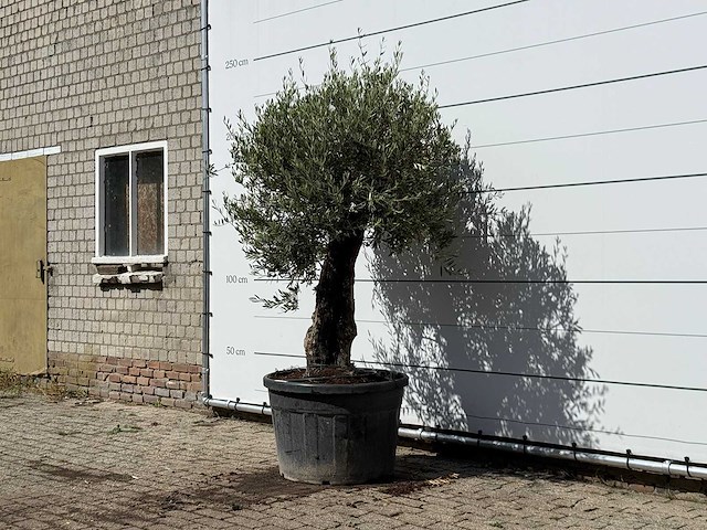 Olijfboom old skin - olea europaea - ca. 75 jaar oud - hoogte ca. 230 cm - afbeelding 2 van  3