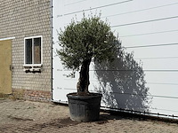 Olijfboom old skin - olea europaea - ca. 75 jaar oud - hoogte ca. 230 cm - afbeelding 2 van  3