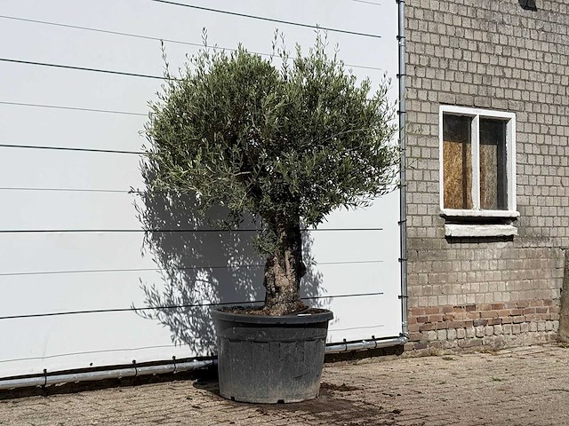 Olijfboom old skin - olea europaea - ca. 75 jaar oud - hoogte ca. 230 cm - afbeelding 3 van  3