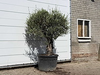 Olijfboom old skin - olea europaea - ca. 75 jaar oud - hoogte ca. 230 cm - afbeelding 3 van  3
