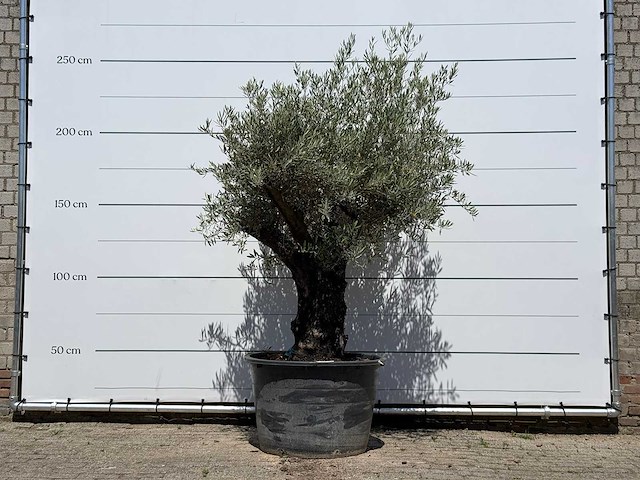 Olijfboom old skin - olea europaea - ca. 75 jaar oud - hoogte ca. 240 cm - afbeelding 1 van  4