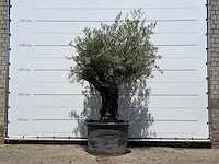 Olijfboom old skin - olea europaea - ca. 75 jaar oud - hoogte ca. 240 cm - afbeelding 1 van  4