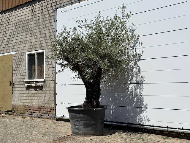 Olijfboom old skin - olea europaea - ca. 75 jaar oud - hoogte ca. 240 cm - afbeelding 2 van  4