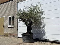 Olijfboom old skin - olea europaea - ca. 75 jaar oud - hoogte ca. 240 cm - afbeelding 2 van  4