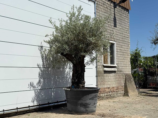 Olijfboom old skin - olea europaea - ca. 75 jaar oud - hoogte ca. 240 cm - afbeelding 3 van  4