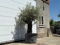 Olijfboom old skin - olea europaea - ca. 75 jaar oud - hoogte ca. 240 cm - afbeelding 3 van  4