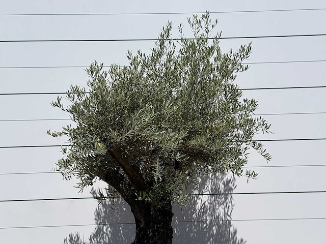 Olijfboom old skin - olea europaea - ca. 75 jaar oud - hoogte ca. 240 cm - afbeelding 4 van  4
