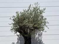Olijfboom old skin - olea europaea - ca. 75 jaar oud - hoogte ca. 240 cm - afbeelding 4 van  4