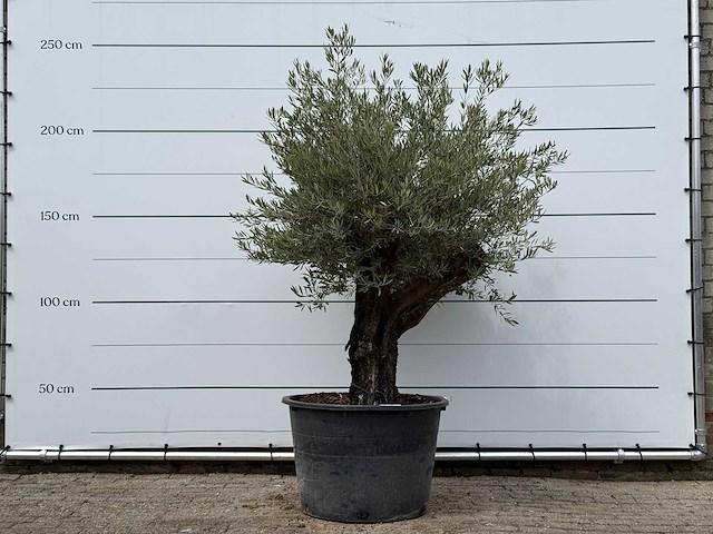 Olijfboom old skin - olea europaea - ca. 75 jaar oud - hoogte ca. 240 cm - afbeelding 1 van  3
