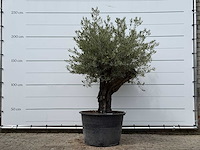 Olijfboom old skin - olea europaea - ca. 75 jaar oud - hoogte ca. 240 cm - afbeelding 1 van  3