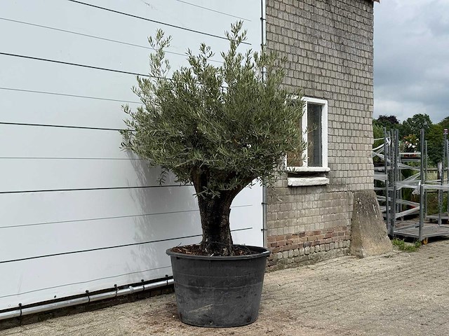 Olijfboom old skin - olea europaea - ca. 75 jaar oud - hoogte ca. 240 cm - afbeelding 2 van  3