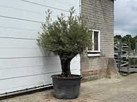Olijfboom old skin - olea europaea - ca. 75 jaar oud - hoogte ca. 240 cm - afbeelding 2 van  3