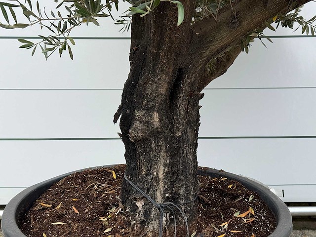 Olijfboom old skin - olea europaea - ca. 75 jaar oud - hoogte ca. 240 cm - afbeelding 3 van  3