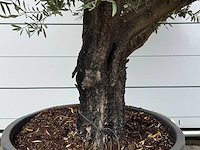 Olijfboom old skin - olea europaea - ca. 75 jaar oud - hoogte ca. 240 cm - afbeelding 3 van  3
