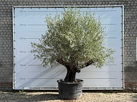 Olijfboom old skin - olea europaea - ca. 75 jaar oud - hoogte ca. 240 cm - afbeelding 1 van  1