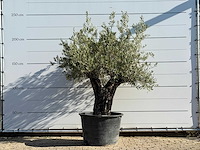 Olijfboom old skin - olea europaea - ca. 75 jaar oud - hoogte ca. 240 cm