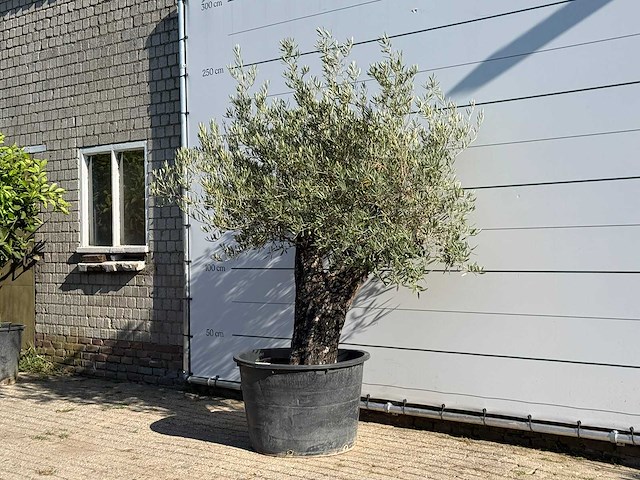 Olijfboom old skin - olea europaea - ca. 75 jaar oud - hoogte ca. 240 cm - afbeelding 2 van  3