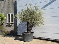 Olijfboom old skin - olea europaea - ca. 75 jaar oud - hoogte ca. 240 cm - afbeelding 2 van  3