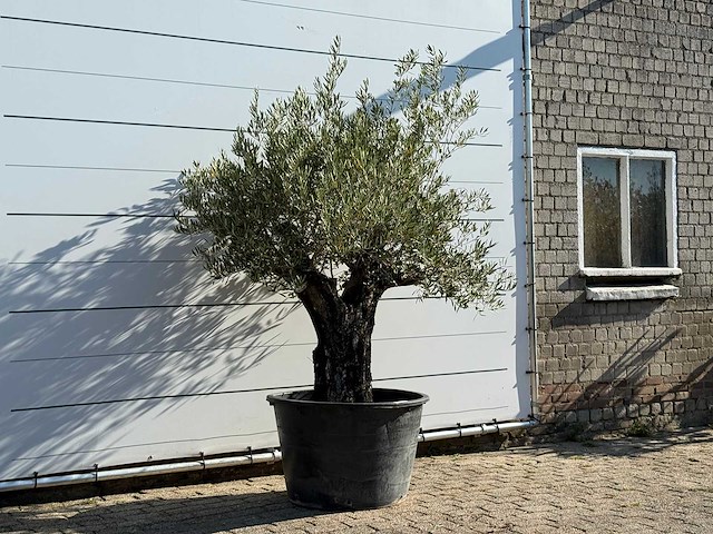Olijfboom old skin - olea europaea - ca. 75 jaar oud - hoogte ca. 240 cm - afbeelding 3 van  3