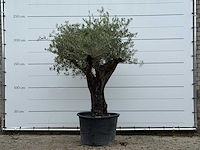 Olijfboom old skin - olea europaea - ca. 75 jaar oud - hoogte ca. 240 cm - afbeelding 1 van  1