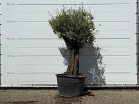 Olijfboom old skin - olea europaea - ca. 75 jaar oud - hoogte ca. 240 cm - afbeelding 1 van  4