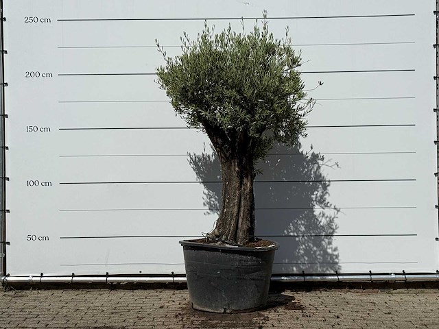 Olijfboom old skin - olea europaea - ca. 75 jaar oud - hoogte ca. 240 cm - afbeelding 2 van  4