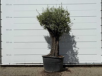 Olijfboom old skin - olea europaea - ca. 75 jaar oud - hoogte ca. 240 cm - afbeelding 2 van  4