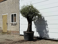 Olijfboom old skin - olea europaea - ca. 75 jaar oud - hoogte ca. 240 cm - afbeelding 3 van  4
