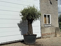 Olijfboom old skin - olea europaea - ca. 75 jaar oud - hoogte ca. 240 cm - afbeelding 4 van  4