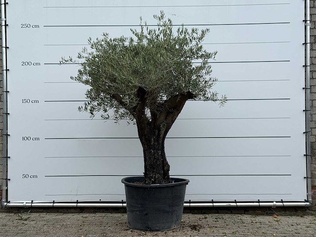 Olijfboom old skin - olea europaea - ca. 75 jaar oud - hoogte ca. 240 cm - afbeelding 1 van  3