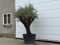 Olijfboom old skin - olea europaea - ca. 75 jaar oud - hoogte ca. 240 cm - afbeelding 2 van  3