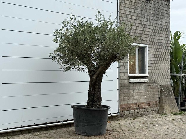Olijfboom old skin - olea europaea - ca. 75 jaar oud - hoogte ca. 240 cm - afbeelding 3 van  3