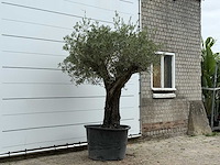 Olijfboom old skin - olea europaea - ca. 75 jaar oud - hoogte ca. 240 cm - afbeelding 3 van  3