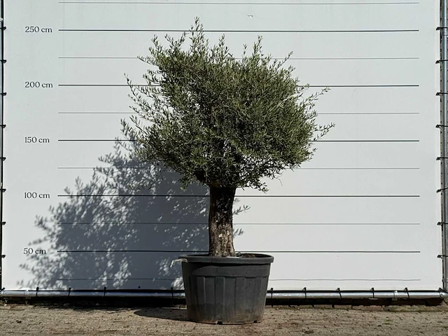 Olijfboom old skin - olea europaea - ca. 75 jaar oud - hoogte ca. 240 cm - afbeelding 1 van  3