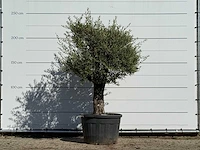 Olijfboom old skin - olea europaea - ca. 75 jaar oud - hoogte ca. 240 cm
