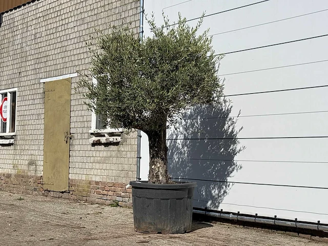 Olijfboom old skin - olea europaea - ca. 75 jaar oud - hoogte ca. 240 cm - afbeelding 2 van  3