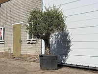 Olijfboom old skin - olea europaea - ca. 75 jaar oud - hoogte ca. 240 cm - afbeelding 2 van  3