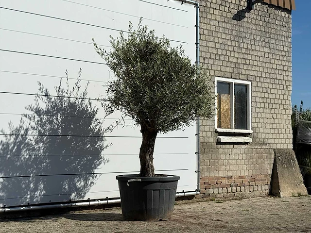 Olijfboom old skin - olea europaea - ca. 75 jaar oud - hoogte ca. 240 cm - afbeelding 3 van  3