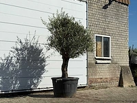 Olijfboom old skin - olea europaea - ca. 75 jaar oud - hoogte ca. 240 cm - afbeelding 3 van  3